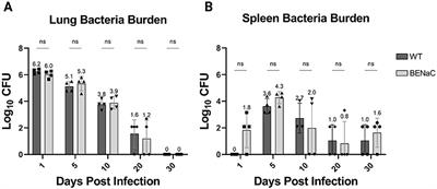 Mycobacterium abscessus pulmonary infection and associated respiratory function in cystic fibrosis-like βENaC mice